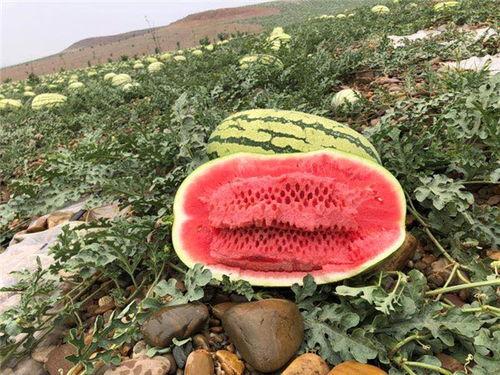 网红大瓜排行,热门事件盘点与幕后真相